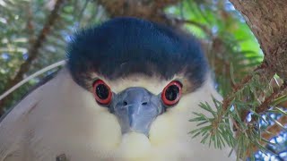 Finding Minnesota Fergus Falls Rookery [upl. by Pinette]