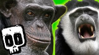 Chimps vs Colobus  Deadliest Showdowns Ep 5  BBC Earth Explore [upl. by Llirred]