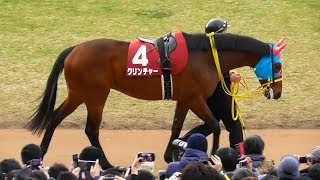 クリンチャー、京都記念のパドック。現地映像、京都競馬場 [upl. by Eugen401]