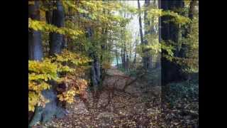 Lorenz Maierhofer SCHAU WIE DIE BLÄTTER FALLEN  Herbstlied SATB [upl. by Chlori]