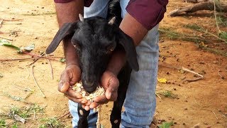 Deworming goats and sheep with herbal medicines Summary [upl. by Spiegelman]