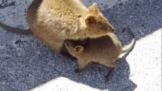 Quokka with baby [upl. by Ahseer]