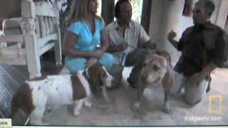 Ceasar Milan bassett hound 23 [upl. by Kenny]