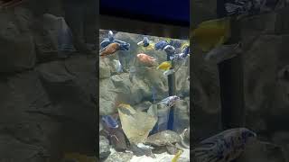 African Cichlids aquarium fish floridaaquarium shorts [upl. by Leiru]