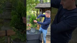 Making a Hinoki cypress Bonsai shorts craft [upl. by Godfree]