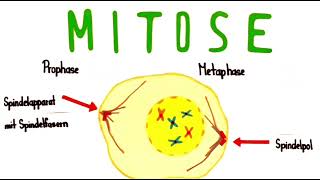 Mitose einfach erklärt  Biologie Klasse 10 [upl. by Debor]