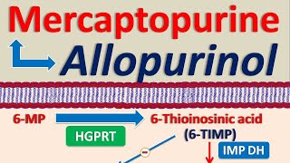 Mercaptopurine and Allopurinol drug interaction [upl. by Ralat]