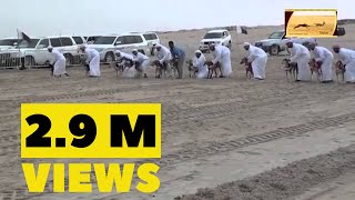 Dogs Race in Saudi Arabia [upl. by Maurilla]