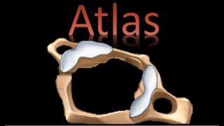 🦴 Atlas  Columna Vertebral  Anatomía [upl. by Ecirtnuahs]