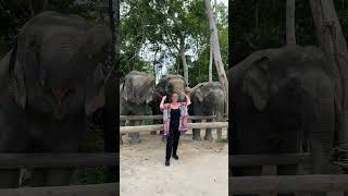 How We Rescued Elephants  From Former Tourist Attractions to Rescued Elephants  Saving Elephants [upl. by Pennington159]