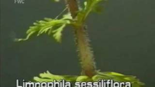 limnophila Limnophila sessiliflora [upl. by Happy102]