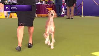 Salukis  Breed Judging 2024 [upl. by Car]