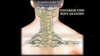 Anatomy Of The Neck amp Cervical Spine  Everything You Need To Know  Dr Nabil Ebraheim [upl. by Names]