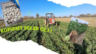 WarzyVlog11 Zaczynamy zbiory selera Agrotechnika i co stosowałem CzI [upl. by Aknayirp]