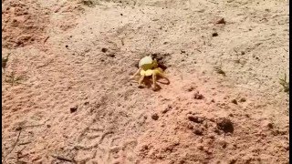 Ghost Crab and Parasitoid Wasp [upl. by Dyraj]