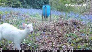 RARE FOOTAGE OF WILD ALBINO MUNTJAC BUCK [upl. by Narot782]