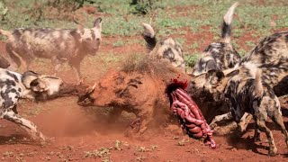 Wild Dogs and Hyenas eat alive with nature sound [upl. by Bevon408]