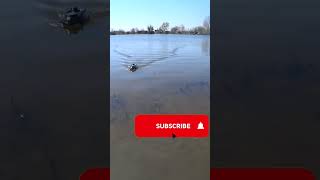 bait boat Boatman ACTOR 10A fishing fishingvideo shorts [upl. by Elram]