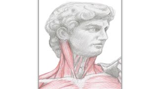 Stereometry Michelangelos David Head figureanatomy stereometry drawinganatomy anatomydrawing [upl. by Nivan408]