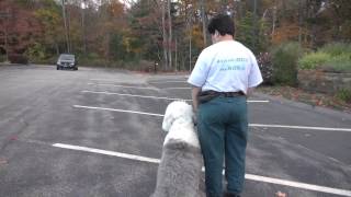 Tyler Muto Dog Aggression Seminar in Norwell MA [upl. by Devol]