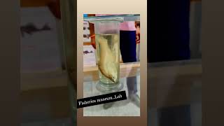 Fisheries museumlab fish preservation fishing fishrice shortvideo ytshorts shortvideo [upl. by Kirimia]