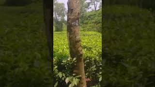 Madhabpur lake Road side driving nature teafarm [upl. by Divadnoj982]