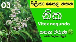 vitex negundo  List of herbs in sri lanka 🇱🇰  පිළිකා සෛල දුරු කරන “නික”  ගසක වරුණ Episode 03 [upl. by Ruby751]