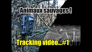 Piège vidéo animaux sauvages  1 [upl. by Poree686]