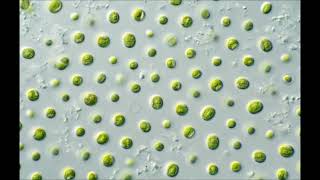 Nannochloropsis Microalgae Algae Double Deep in Pink Vegan Omega 3 Healthy Heart and More [upl. by Ot]