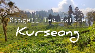 EP 1  Offbeat Places in North Bengal  Singell Tea Estate  Kurseong trip 2022 [upl. by Ynnavoig]