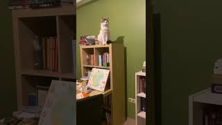 Book lover🤍😺 cat catvideo catshorts catlover [upl. by Airotciv]