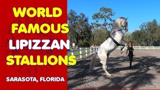 THE quotWORLD FAMOUSquot LIPIZZANER STALLIONS Herrmanns Training Center in Sarasota Florida [upl. by Anissa]