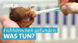 Alle 2 Stunden Fütterung Tierärztin Katrin aus Tübingen rettet EichhörnchenBabys nach Sturz [upl. by Neuburger85]