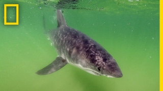 Great White Shark Photo Shoot Dont Try This At Home  National Geographic [upl. by Thornton]