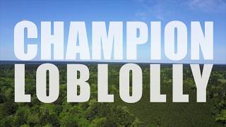 Champion Loblolly [upl. by Dickenson]