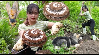 New idea Experiment on raising giant hornet to harvest pupae is a type of killer and dangerous bee [upl. by Aurlie]