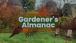 Gardeners Almanac Bulb Planting during a Dry Fall Season [upl. by Talbot49]