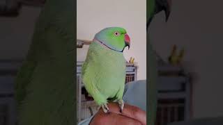 Indian Ringneck parrot talking Kiwi [upl. by Eric]