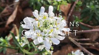 How to Grow Evergreen Candytuft  Iberis sempervirens [upl. by Rivera]