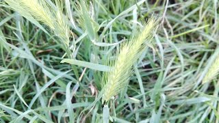 Hordeum murinum False barley [upl. by Nanreit]