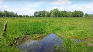 Gent  Mariakerke   Zomernatuur in de BourgoyenOssemeersen door Catherine Boone [upl. by Aicinat309]