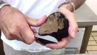 Come selezionare il Tartufo estivo  How to select Black Summer Truffles [upl. by Ahola]