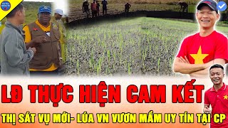 🔴QUÁ UY TÍN TRONG MẮT LÃNH ĐẠO ANGOLA Team Quang Linh Vlog MẠ NON VƯƠN MẦM XANH CHO VỤ TRỒNG LÚA MỚI [upl. by Eatnuhs911]