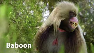 Gelada Baboon Sounds [upl. by Mcgray]