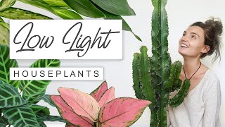 Top 20 Low Light House Plants For Dark Rooms 🌱 BEST Low Light House Plants This Year  2022 [upl. by Seadon132]