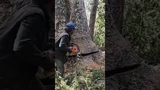 Así se corta un Guanacaste con motosierra Stihl 650 magnum [upl. by Simaj]