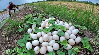 wow wow unique farmers pick a lot of duck eggs under grass on road near village [upl. by Peters]