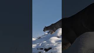 Puma  Torres del Paine Chile [upl. by Garry]