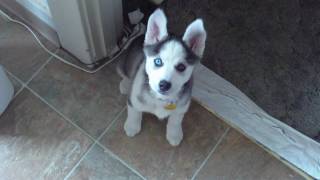 Husky Puppy Talking saying quotI love youquot [upl. by Alig]