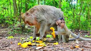 Collection Historical Ptiful Newborn Monkey Often Bitten By Old Queen Monkey [upl. by Ettelegna128]